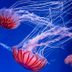 The Right Way to Treat a Jellyfish Sting—That Has Nothing to Do with Peeing